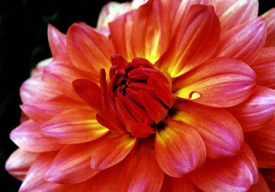 Flower Bouquet
