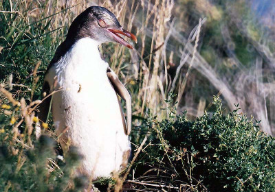 Penguins