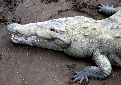 Reptiles