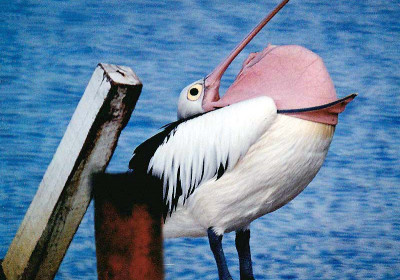 Pelicans