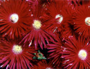 37 Asters in Honduras 800