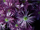 40 Aster from Australia 800