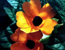 79 Buttercup 800