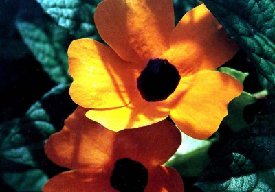 Buttercup