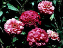 81 Dahlias from Honduras 800