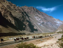 animals argentina horses 3 800