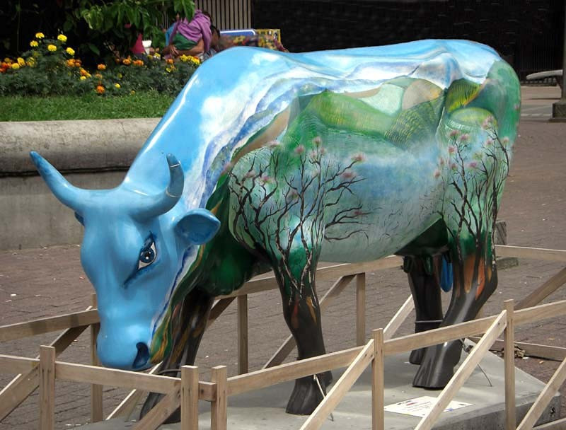 classy cow 1 800