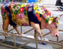 classy cow 12 800