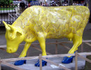 classy cow 15 800