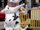 classy cow 4 800