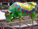 classy cow 5 800