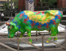 classy cow 5a 800