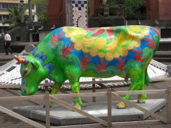 classy cow 5a 800