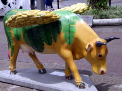 classy cow 8 800