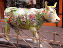 classy cow 16 800