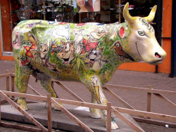 classy cow 16 800