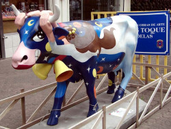 classy cow 17 800