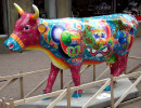 classy cow 19 800