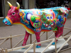 classy cow 19 800