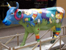 classy cow 21 800