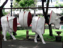classy cow 27 800