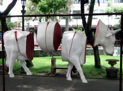 classy cow 27 800