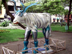 classy cow 29 800