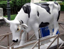 classy cow 30 800