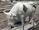 classy cow 31 800