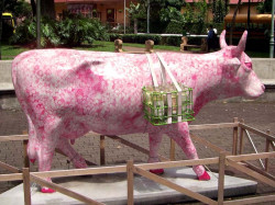 classy cow 32 800