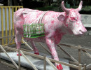 classy cow 33 800
