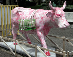 classy cow 33 800