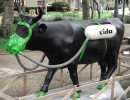 classy cow 34 800