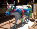 classy cow 35 800