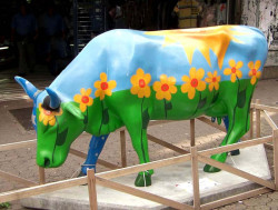 classy cow 37 800