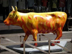 classy cow 38 800