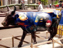 classy cow 39 800