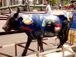 classy cow 39 800