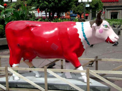 classy cow 41 800