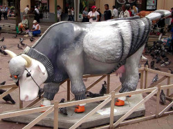 classy cow 42 800