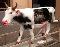 classy cow 44 800