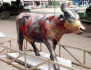 classy cow 50 800