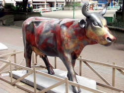 classy cow 50 800