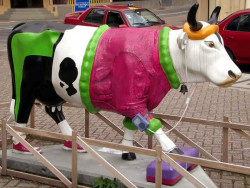 classy cow 52 800