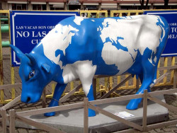 classy cow 57 800