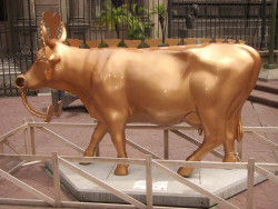 classy cow 61 800