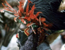 106 Young black faced warrior 800