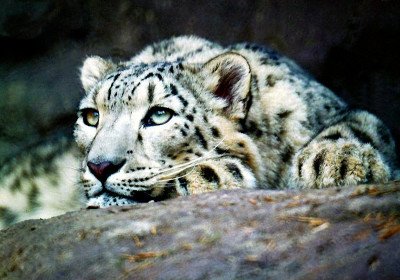 Big Cats