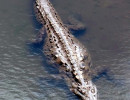 38 Croc on patrol 800