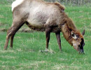 54. White tailed deer in Yellowstone 800